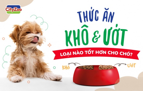 THỨC ĂN KHÔ VÀ THỨC ĂN ƯỚT: LOẠI NÀO TỐT HƠN CHO CHÓ?