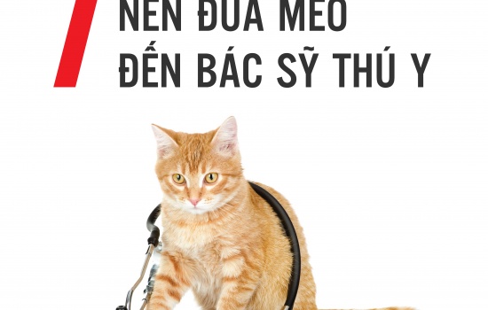 7 LÍ DO NÊN ĐƯA MÈO ĐẾN BÁC SĨ THÚ Y