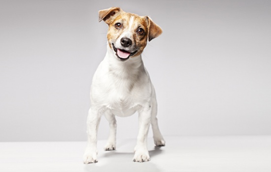 CHÓ JACK RUSSELL TERRIER - THÔNG MINH VÀ KÌ DIỆU