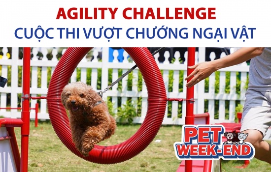 CUỘC THI VƯỢT CHƯỚNG NGẠI VẬT DÀNH CHO CHÓ - AGILITY CHALLENGE