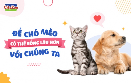 ĐỂ CHÓ MÈO CÓ THỂ SỐNG LÂU HƠN VỚI CHÚNG TA