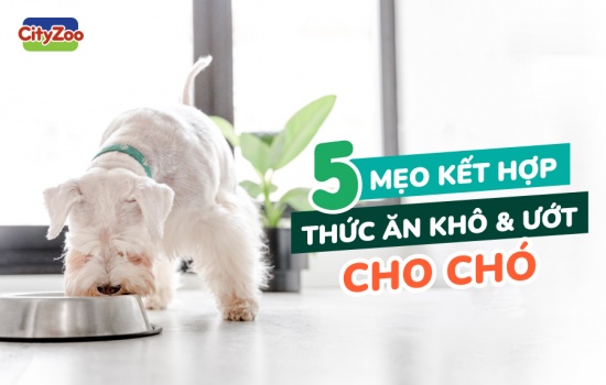 5 MẸO KẾT HỢP THỨC ĂN KHÔ VÀ THỨC ĂN ƯỚT CHO CHÓ